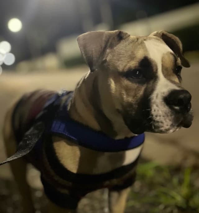 Cachorro bem cuidado e feliz após serviço pet da AuGo