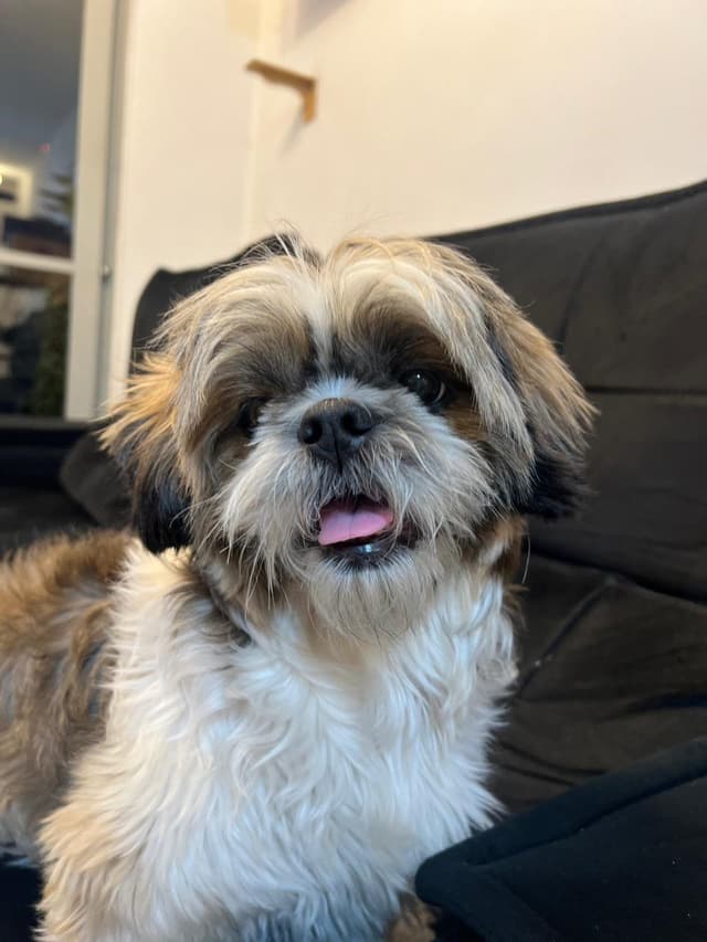 Cachorro bem cuidado e feliz após serviço pet da AuGo