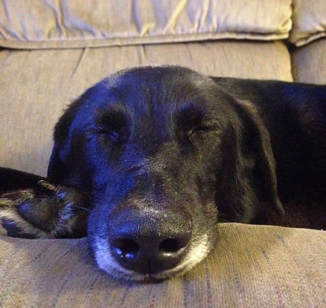 Cachorro bem cuidado e feliz após serviço pet da AuGo
