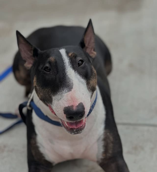 Cachorro bem cuidado e feliz após serviço pet da AuGo