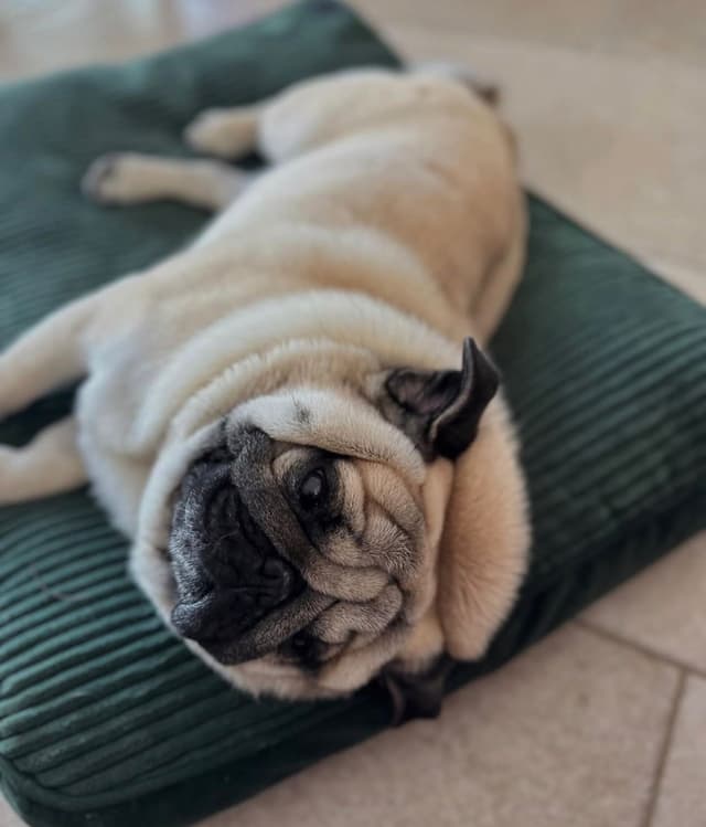 Cachorro bem cuidado e feliz após serviço pet da AuGo