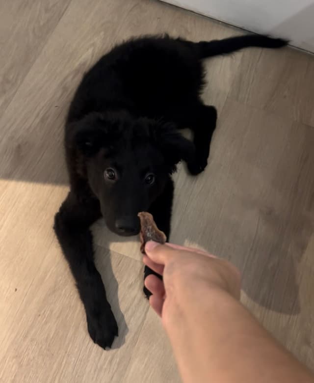 Cachorro bem cuidado e feliz após serviço pet da AuGo