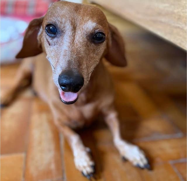 Cachorro bem cuidado e feliz após serviço pet da AuGo