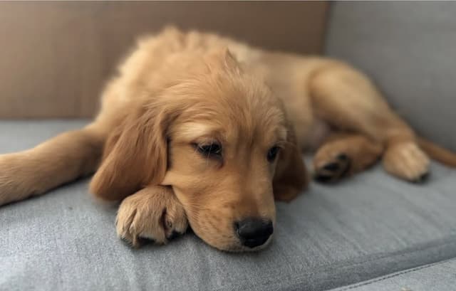 Cachorro bem cuidado e feliz após serviço pet da AuGo