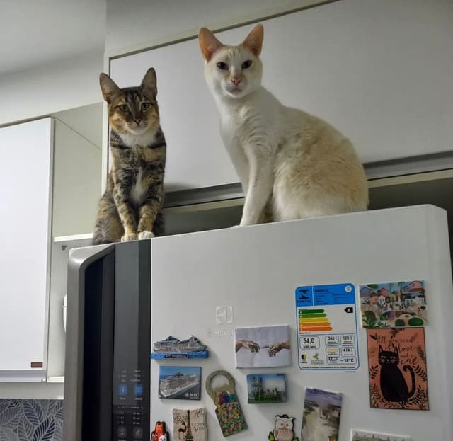 Cachorro bem cuidado e feliz após serviço pet da AuGo