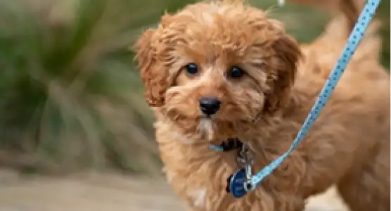 Cachorro bem cuidado e feliz após serviço pet da AuGo