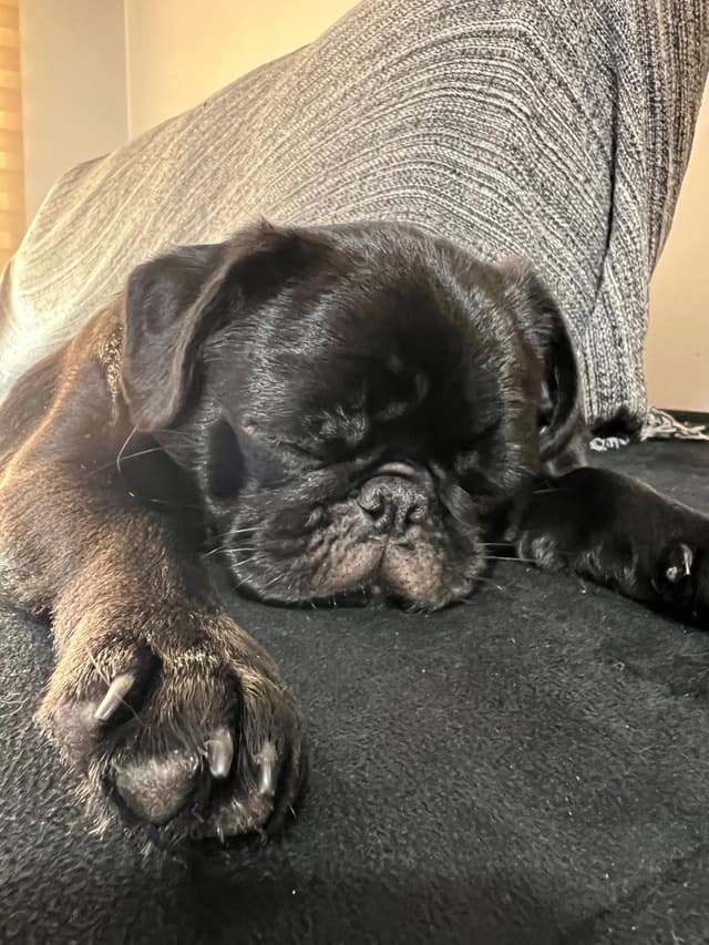 Cachorro bem cuidado e feliz após serviço pet da AuGo