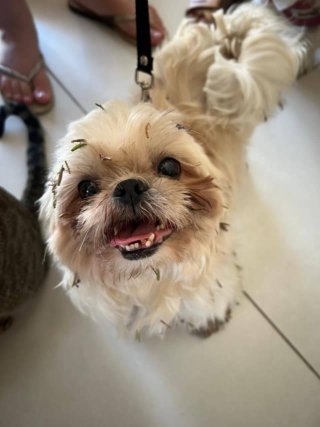 Cachorro bem cuidado e feliz após serviço pet da AuGo