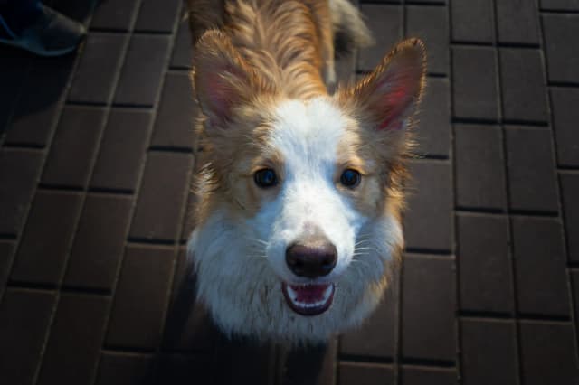 Cachorro bem cuidado e feliz após serviço pet da AuGo