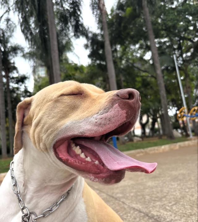 Cachorro bem cuidado e feliz após serviço pet da AuGo