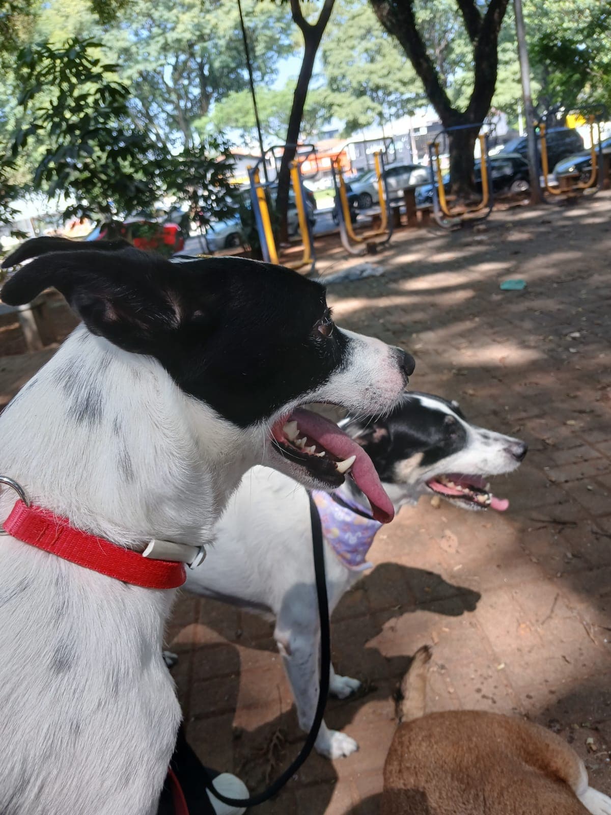 Trabalho de Bruna Aparecida