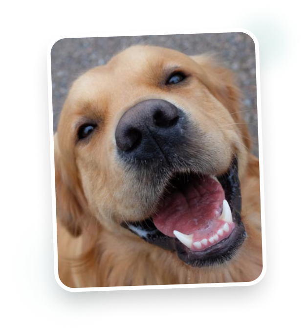 Pet sorrindo e feliz